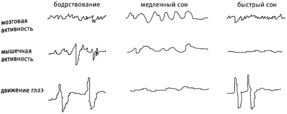 Рис 29Фазы сна Бодрствование быстрая несинхронная нервная активность - фото 19