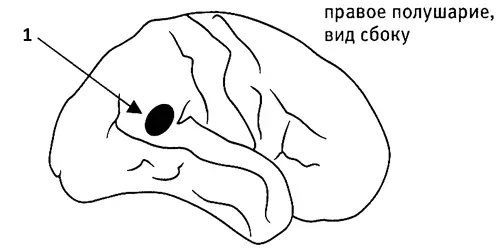 1 Во время просмотра этих записей мозг испытуемых сканировали и просили их - фото 59