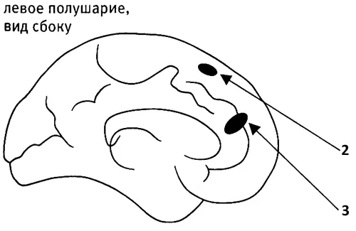Активность усиливалась в средней части префронтальной коры когда зрители - фото 60
