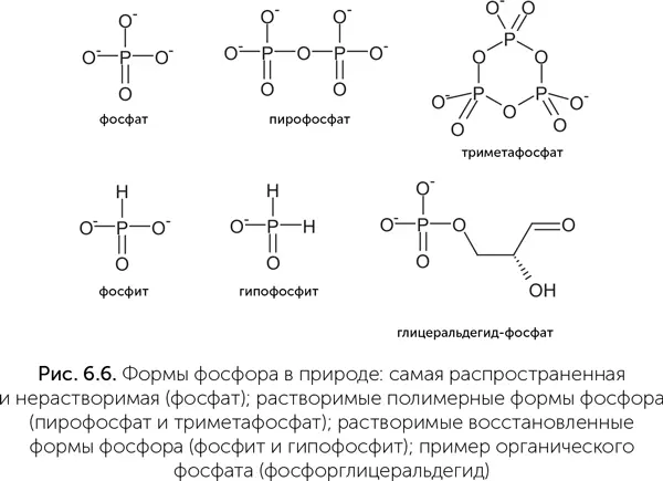 Где и как могли накопиться пирофосфаты или фосфиты в высоких концентрациях - фото 48