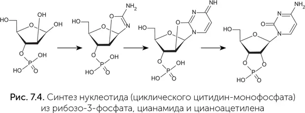 Второй путь начинается с побочных продуктов синтеза азотистых оснований из - фото 53