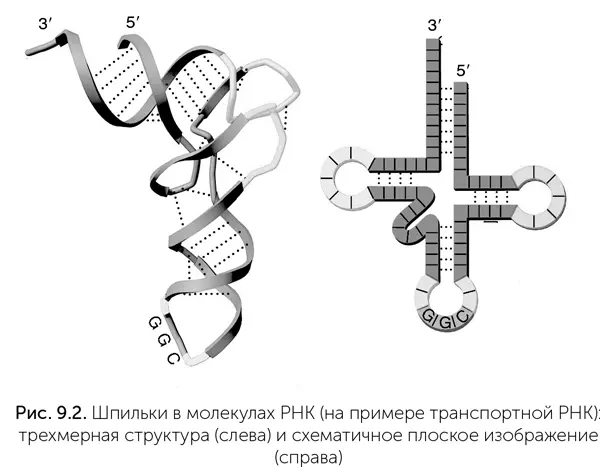 Втретьих рибозимыполимеразы имеют недостаточную точность Чтобы копируемая - фото 66