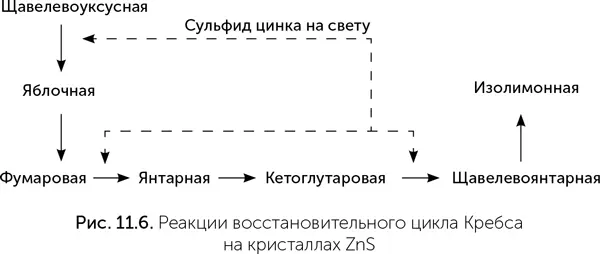 Организмы с другими путями фиксации СО 2могут использовать часть реакций - фото 82
