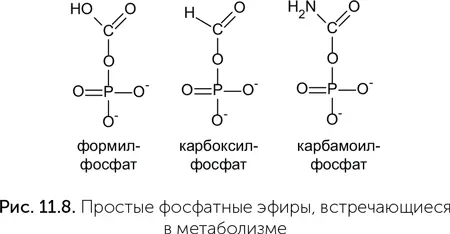 Фолатный путь восстановления одноуглеродных групп В ацетилКоАпути фиксации - фото 84