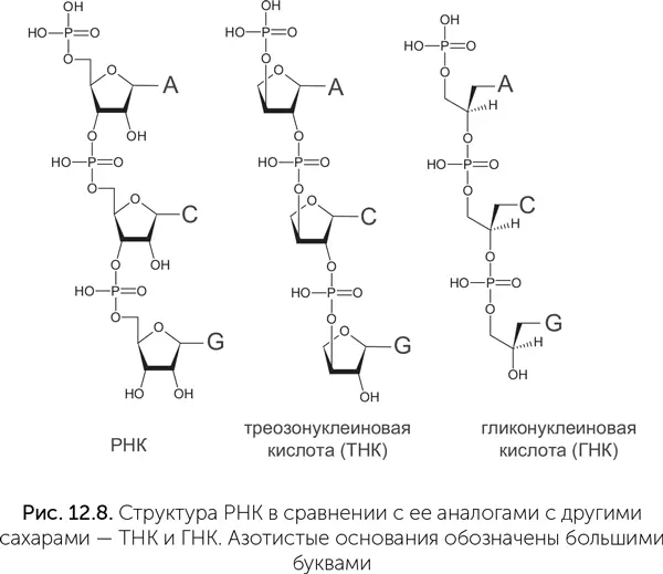 Молекулы треозонуклеиновой кислоты ТНК образуют двойные спирали друг с другом - фото 99
