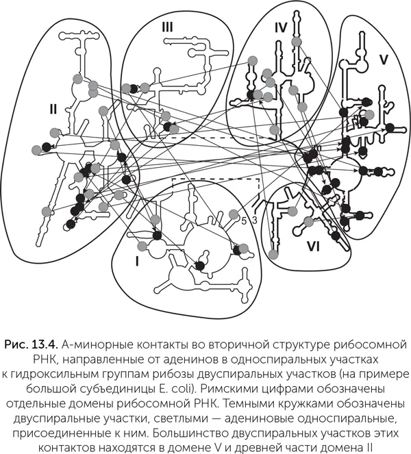 На рисунке 134 мы видим распределение таких контактов в большой рибосомной РНК - фото 105