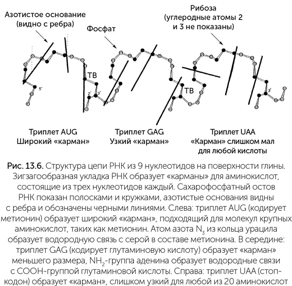 Форма карманов зависит от составляющих их нуклеотидов особенно от первых - фото 108