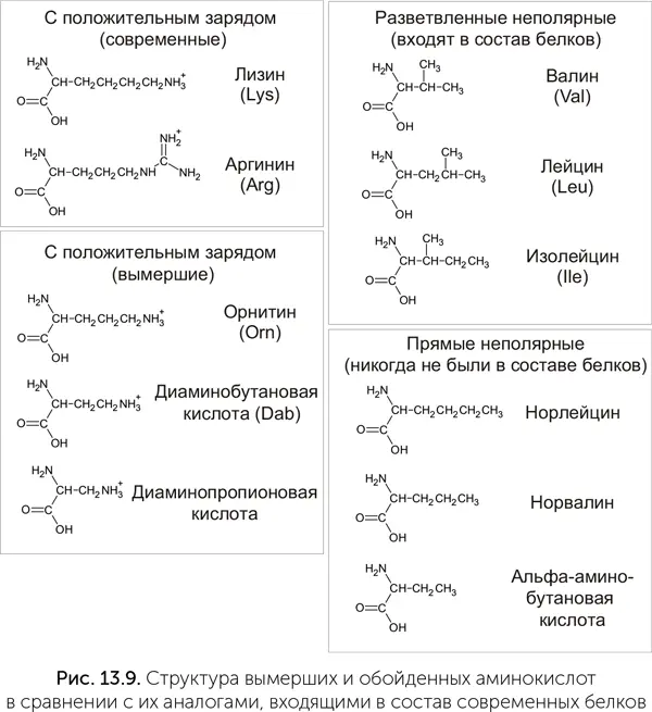 Мы можем быть уверены что аминокислоты со второй аминогруппой входили в состав - фото 112