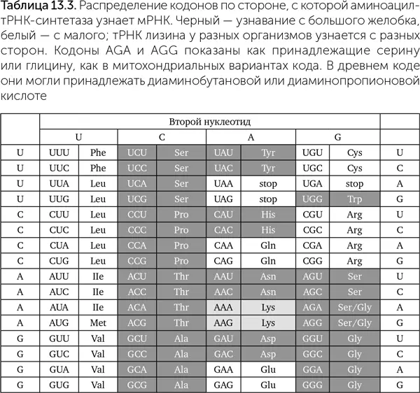 Если же у нас для присоединения аминокислот к транспортным РНК сначала - фото 113