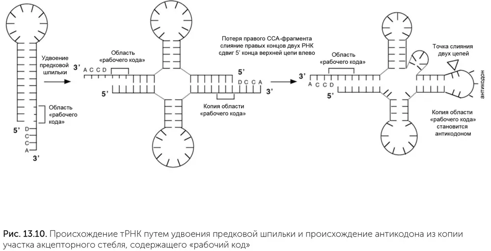 Порядок развития белкового синтеза и генетическом кода Мы рассмотрели ключевые - фото 114