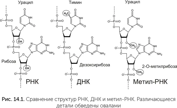 Как показано в работах Манфреда Эйгена для поддержания структуры живой системы - фото 115