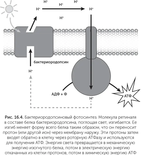 Другая группа светопоглощающих пигментов живых клеток каротиноиды тоже - фото 138