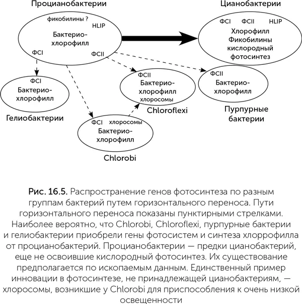 Геологические следы фотосинтеза и продуктивность древних экосистем Первые - фото 139