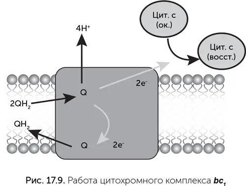 Цитохромные комплексы bc 1 содержат от 3 субъединиц у ряда бактерий до 11 - фото 152