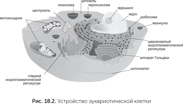 Форму эукариотической клетки поддерживает клеточный скелет цитоскелет Он - фото 160