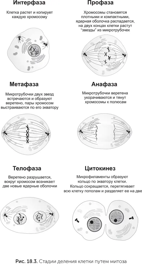 На следующей стадии метафазе микротрубочки двух звезд встречаются посередине - фото 161