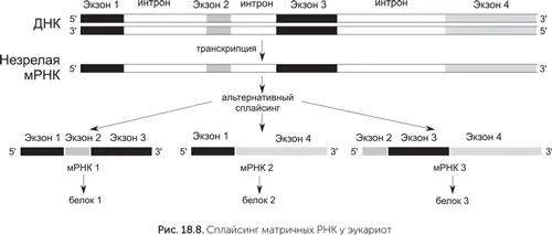 Не очень понятно зачем эукариотам эти сложности Сплайсинг дает некоторые - фото 166