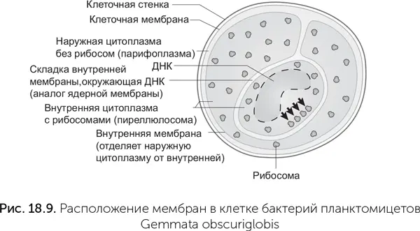 Эндоспоровая гипотеза выводит ядро и цитоплазму от двух клеток одного вида - фото 167