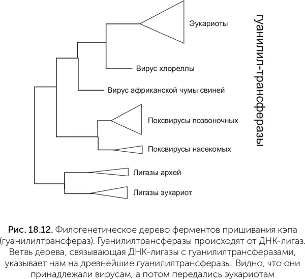 Чтобы понять какой из узлов дерева гуанилилтрансфераз самый древний и - фото 170