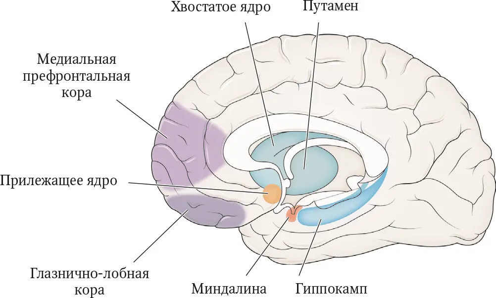 Благодаря изменениям в разных отделах мозга участвующих в процессах - фото 7