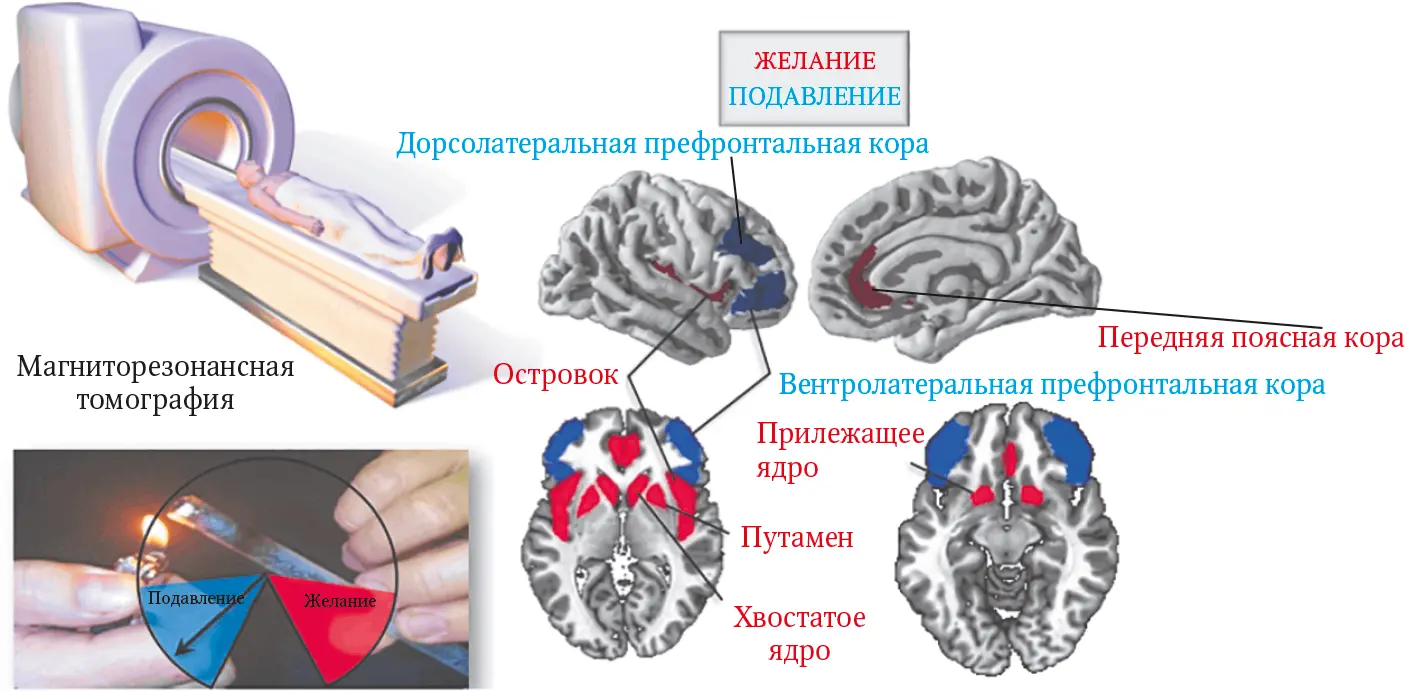 Одни нейронные сети мозга связаны с желанием красные другие с подавлением - фото 66