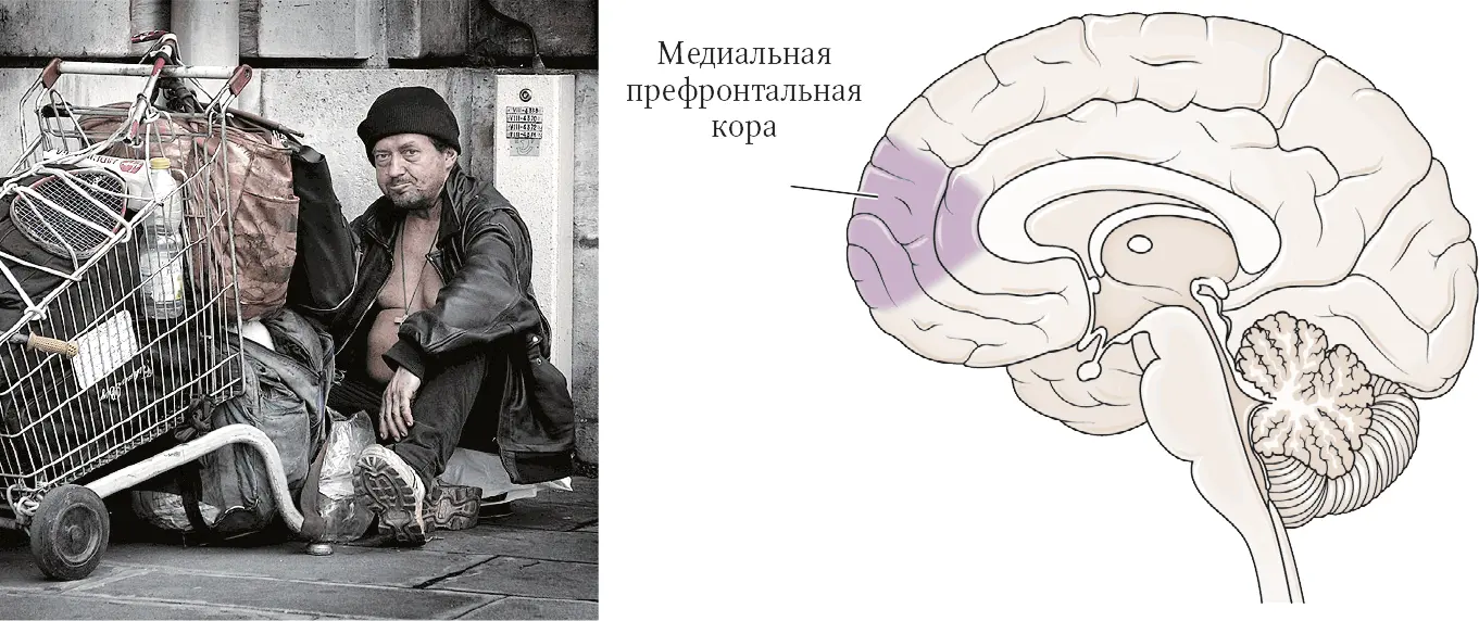 Медиальная префронтальная кора активизируется когда мы думаем о других людях - фото 83