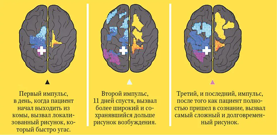 Высшая степень сознания коррелируется с более широким распространением - фото 104