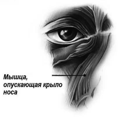 Рис 41 Мышца опускающая крыло носа носовая мышца латеральная мышца носа - фото 47