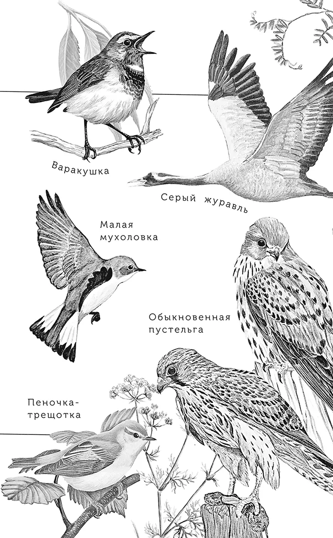 Куколка Однажды я гулял в лесу Было тихо только дятел гдето далеко долбил - фото 17