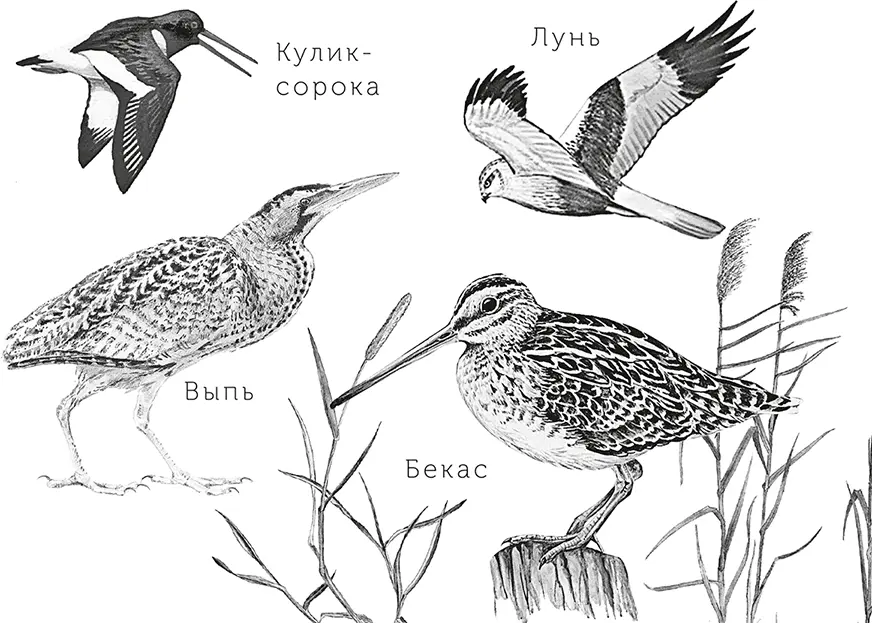 Жук У меня есть сестра Галя она на год младше меня а такая плакса - фото 25