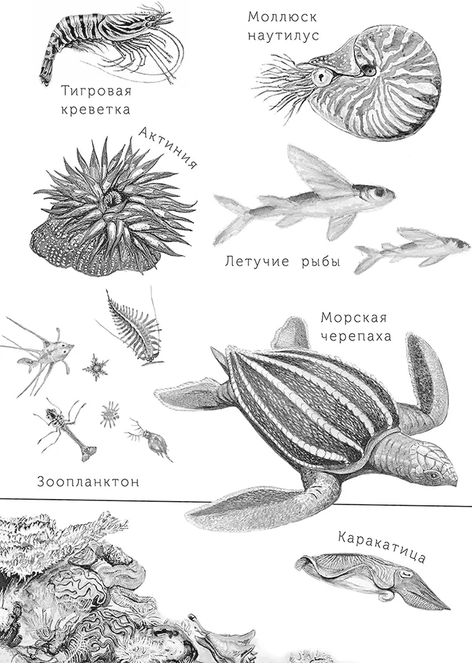 Колюшкахрабрюшка В отлив море ушло и на берегу осталось много лужиц - фото 92