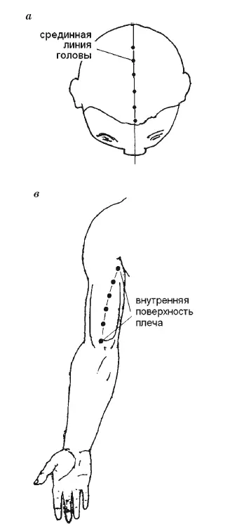 Рис 23 Сердечнососудистая система как и большинство органов и систем нашего - фото 80