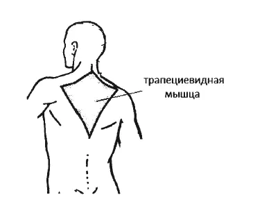 Рис 54 Особенное внимание надо уделить трапециевидной мышце название - фото 143