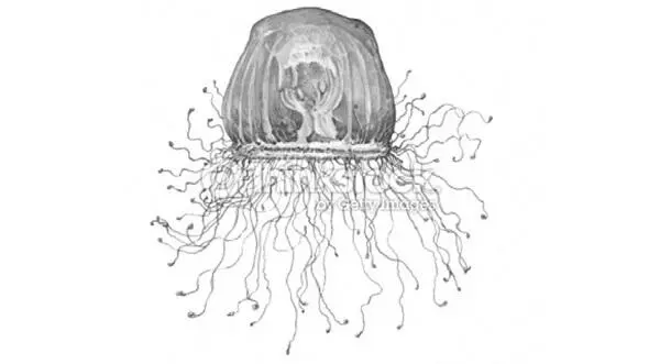 Бессмертная медуза Turritopsis nutricula Иными словами нутрикула доживает до - фото 9