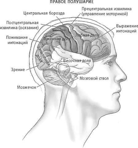 Рис 143 Каждое полушарие разделено на четыре доли названные в соответствии - фото 53