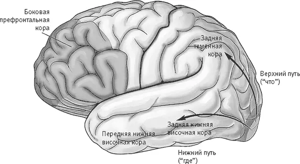 Рис 171 Выделение сведений о разных аспектах зрительной информации - фото 81