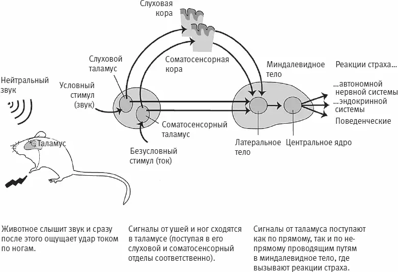 Рис 213 Затем Леду изучил путь по которому информация о звуковом сигнале - фото 93