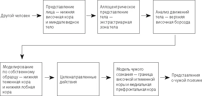 Рис 251 Механизм работы нейронных сетей входящих в социальную систему мозга - фото 107
