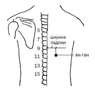 Рис 8 а 2Вэньлю точка канала толстого кишечника расположена на руке на - фото 23