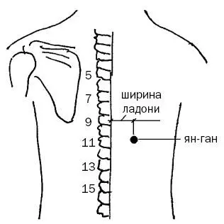 Рис 12 а При хроническом застое в печени и желчном пузыре используйте также - фото 37
