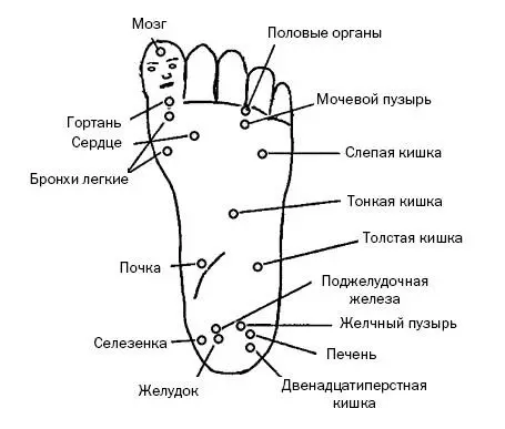 Рис 47 б На атласы нанесены проекции органов на ладонь и стопу рис 47 а - фото 133