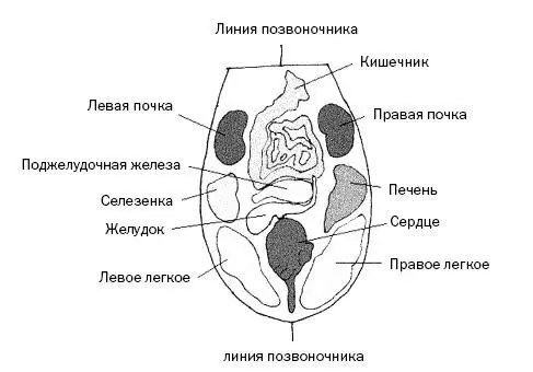 Рис 49 У здорового человека по утрам в норме существует тонкий слой налета на - фото 135