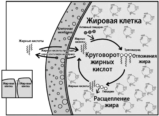 Молекулы жирных кислот достаточно маленькие чтобы просачиваться через мембраны - фото 62