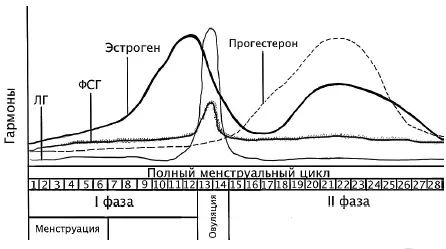 Менструальный цикл принято делить на две фазы 1я фаза или эстрогеновая фаза - фото 12