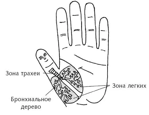Рис 55 аЗона подобия легких на ладони Рис 55 бЗона подобия легких на - фото 150