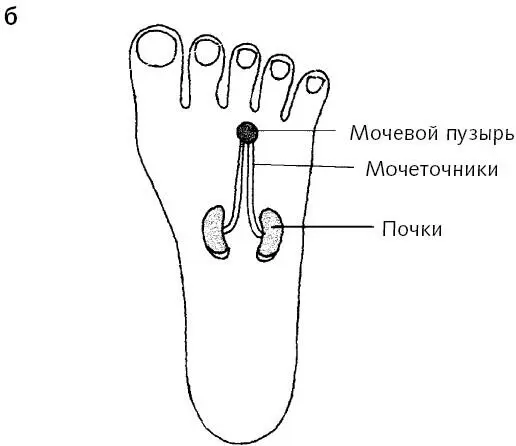 Рис 62 а бЗоны почек На зонах почек мы сначала должны найти болезненные - фото 163