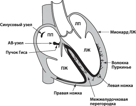 Источником электропитания здорового сердца является синусовый узел который - фото 3