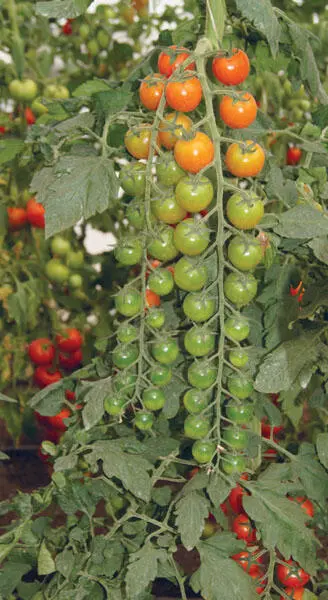 Растения помидора в разные периоды роста и развития предъявляют различные - фото 2