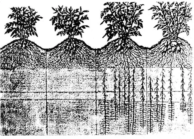 Рис 19 После снятия ранних культур картошки лука моркови чеснока мы - фото 23