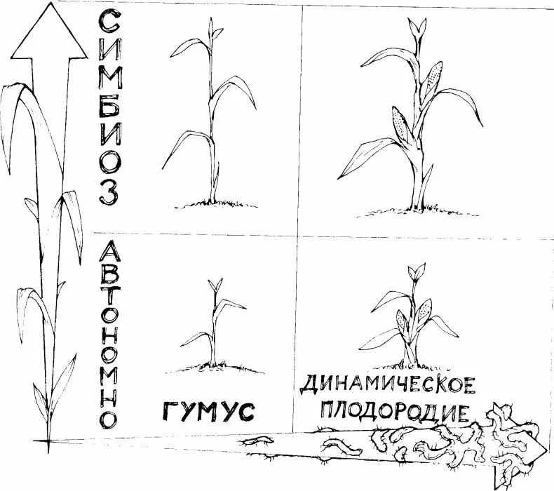 Рис 32 Углеродное питание воздух или почва Менделеев жил в эпоху - фото 41